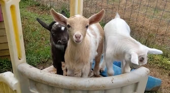 still crazy goat farm cover image